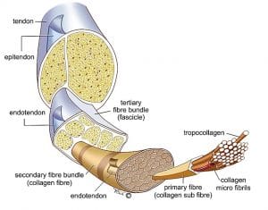 Illustration displaying a tendon